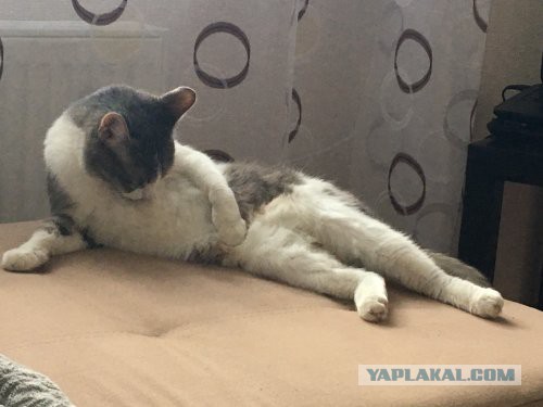 Коты и Кошки