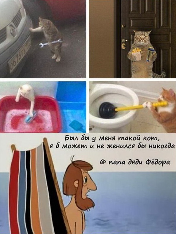 Прикольных котов пост