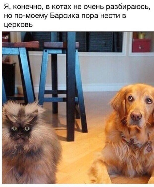 Немного веселых картинок для пятничного настроения