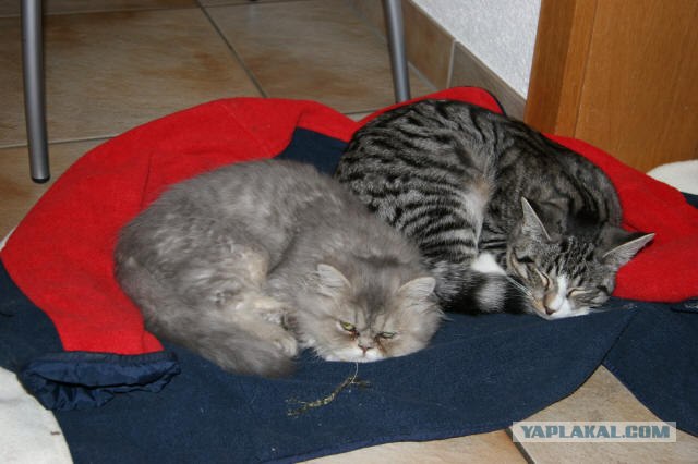 Котовторник на ЯПлакалъ! От числа 09.09.08