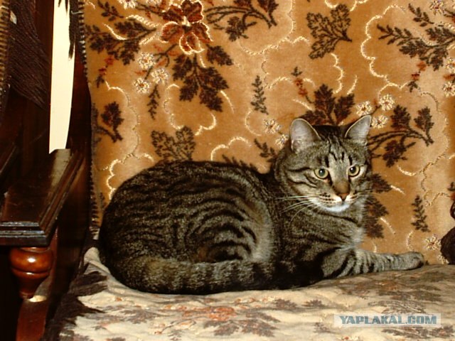 Котовторник на ЯПлакалъ