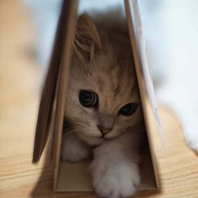 Немного милоты