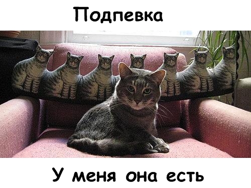 Lolcats - котовторник 33 лолокота!