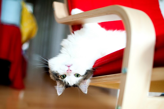 Котовторник на 6 июля