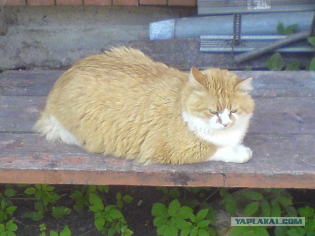 Котовторник с Максом