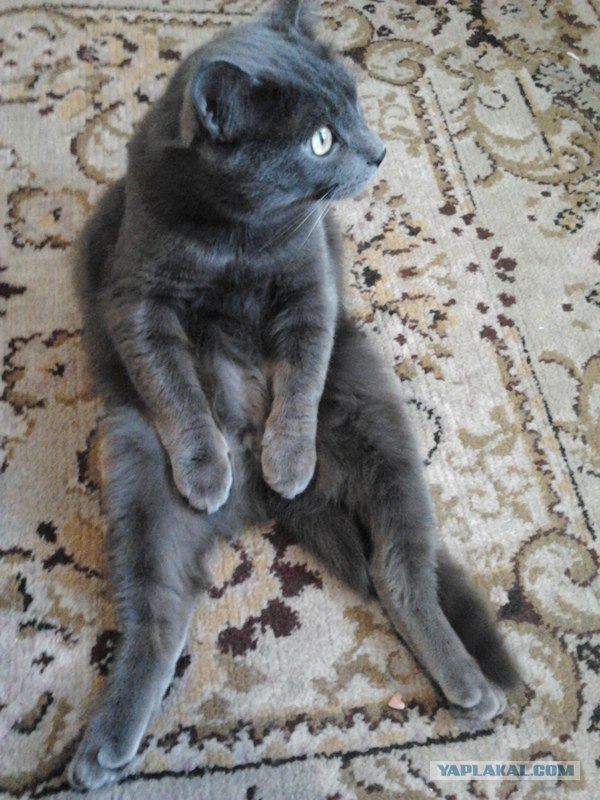 Котовторник (28.02.2012)