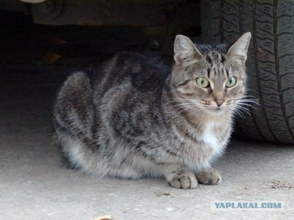 Котовторник ( 23.10. 2012. )