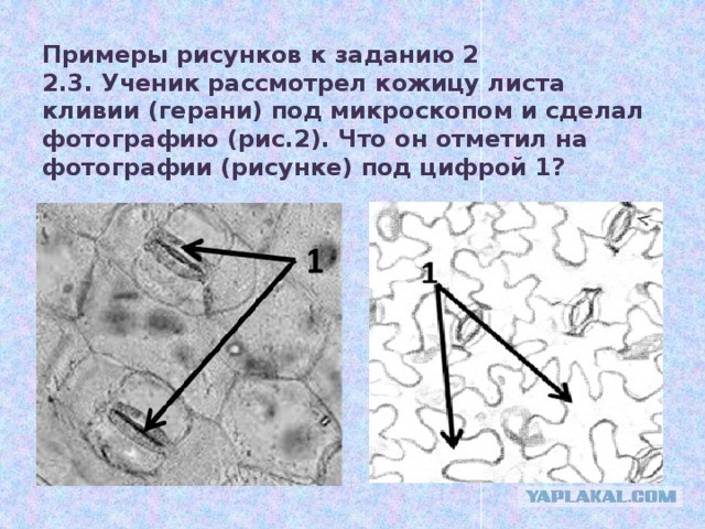 Картинки КАКОЕ ЗНАЧЕНИЕ КОЖИЦЫ ЛИСТА