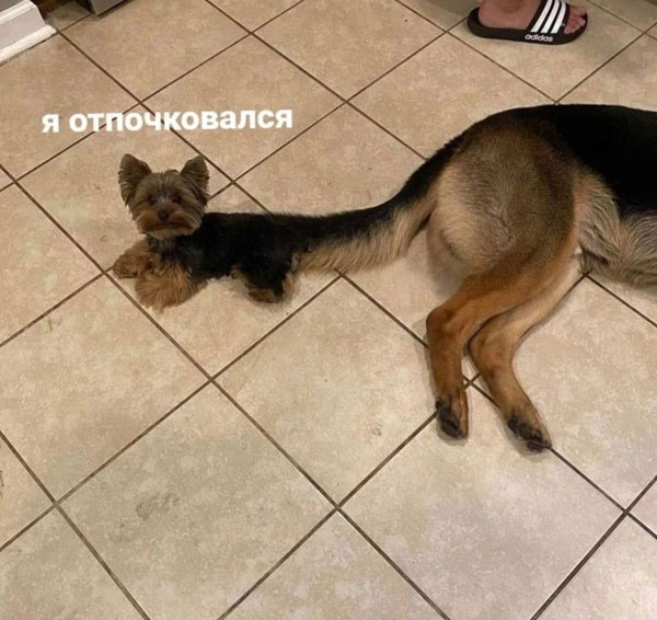 Свеженькие бояны