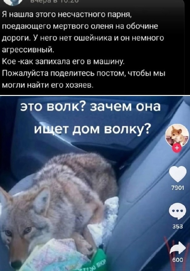 Спасённая собака оказалась раненым волком