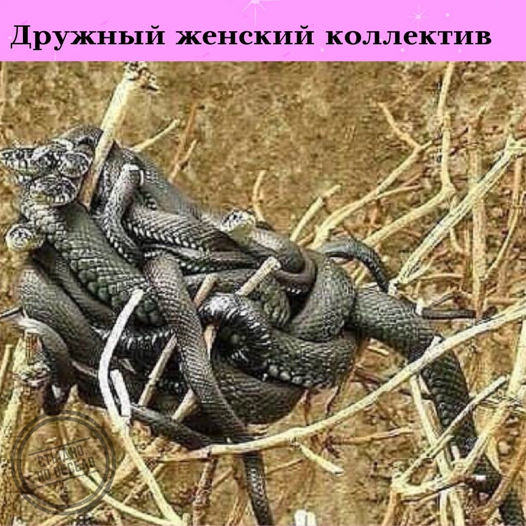 женский коллектив  Выжить среди блондинок. Мужчина в женском коллективе, мой трудный опыт -  ЯПлакалъ