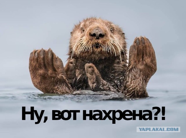 Финалисты премии «Комедийная фотография дикой природы»