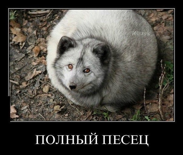 Пребрежный кластер Олимпиады, как он есть.
