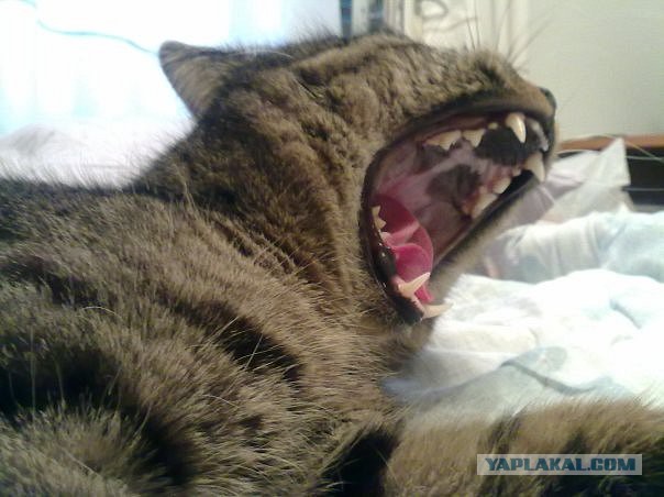А у тебя есть фото твоей зевающей котейки ?