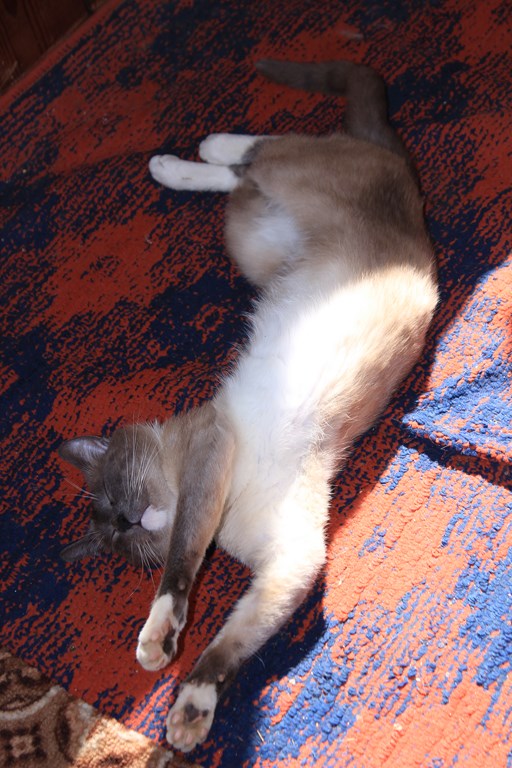 Котовторник 19.08.2014