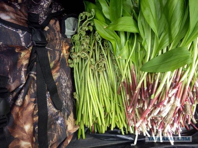 Котлетосы из лося