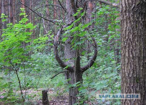 Раскоряка 18+