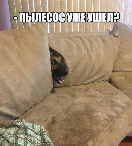 Картинки  из сети