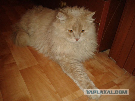 Котовторник 22.12.2015