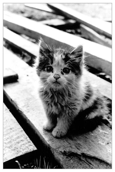 Коты, кошки, котята