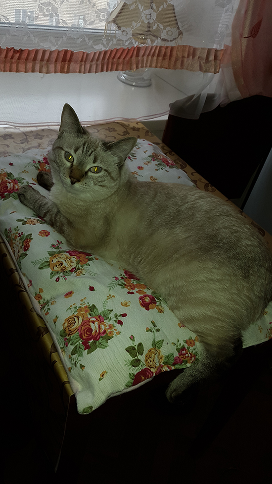 Котовторник  01.03.2016