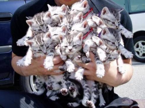 Картинки из интернетов