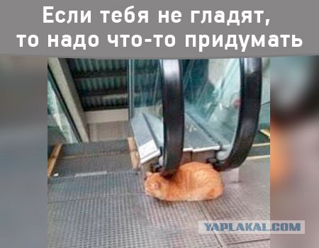 Картинки из сети