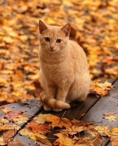 Прикольные животные