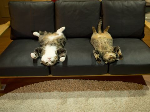 Коты и Кошки