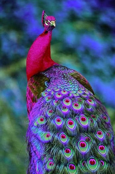Самые смешные животные