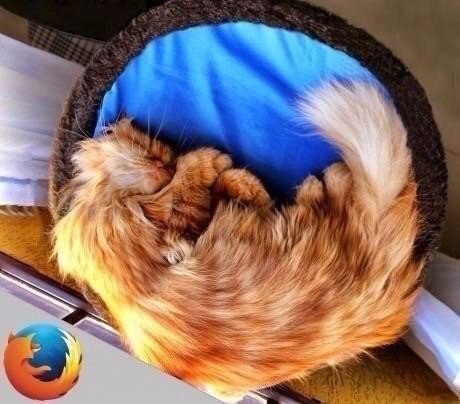 Коты и Кошки
