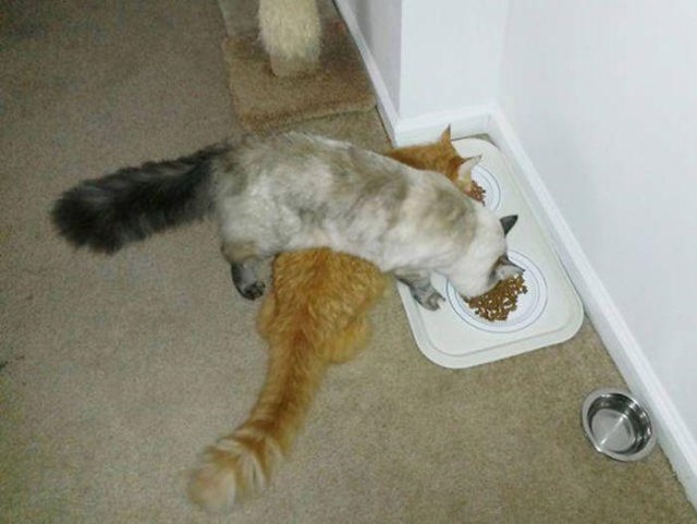 Коты и Кошки