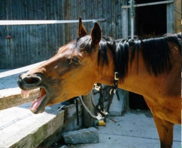 Депутат Госдумы попросила телеканалы меньше показывать россиянам заграничные красоты