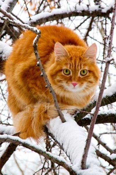 Фотобомбы котов