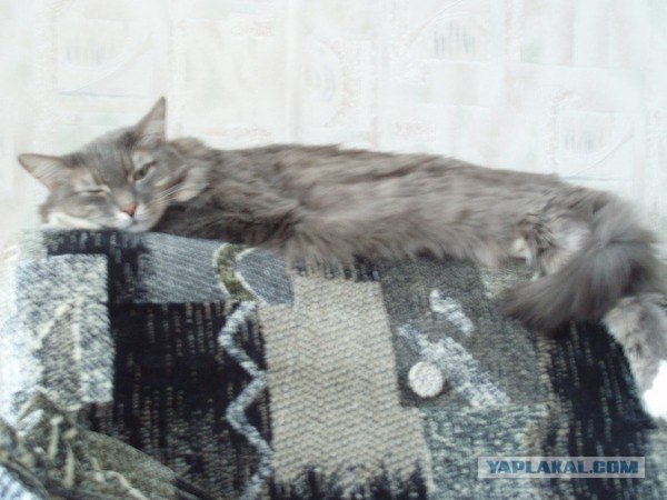 Уррааа! Котовторник на ЯПлакалъ!