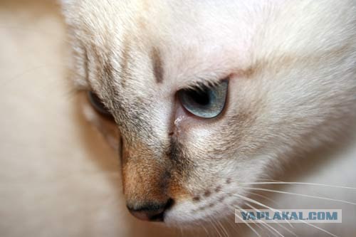 Котовторник на 03.02.2009