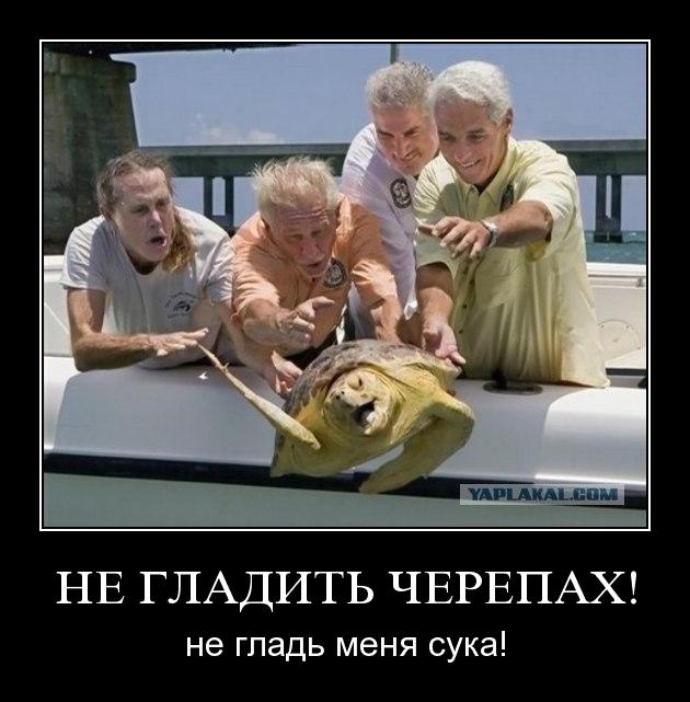 Летающая черепаха
