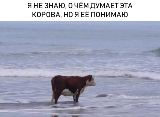 Милые животные. Мимиметр сломался