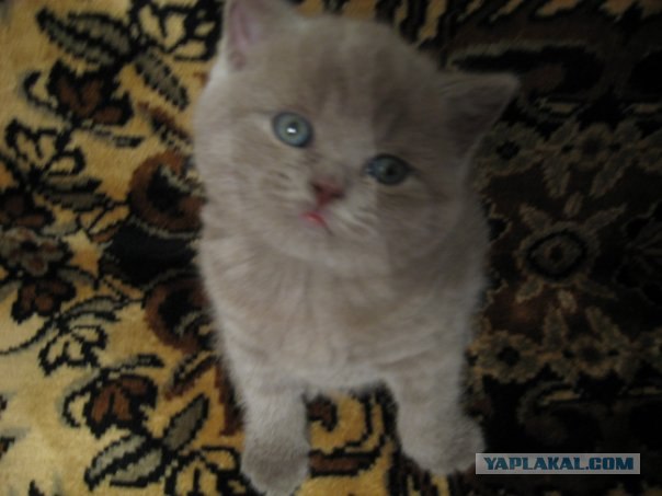 Первый котовторник августа