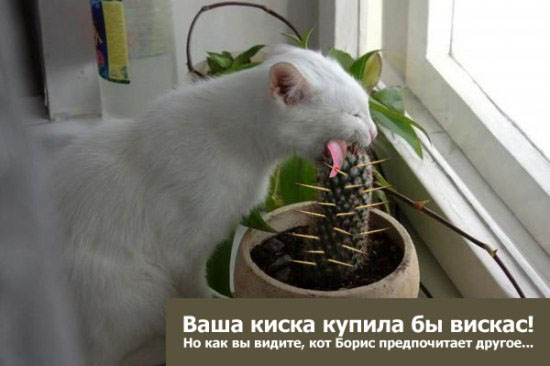 Любитель острой кухни