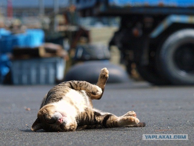 Сегодня котовторник, а котиков все нет