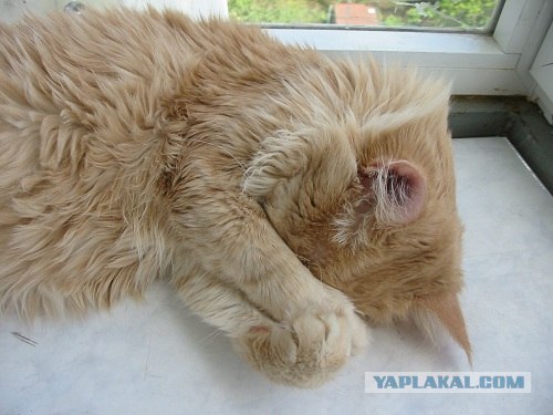 Сонный Котовторник