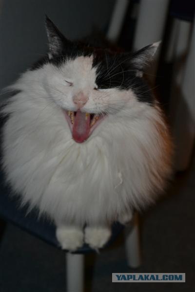 Котовторник в "КотоГетто"