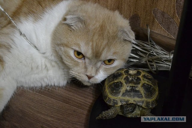 Котовторник  17.07.2012
