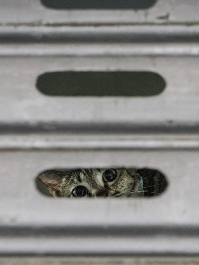 Прикольных котов пост