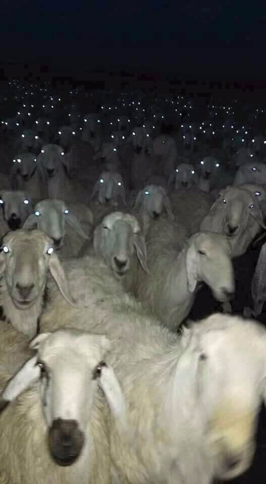 Милые животные. Мимиметр сломался