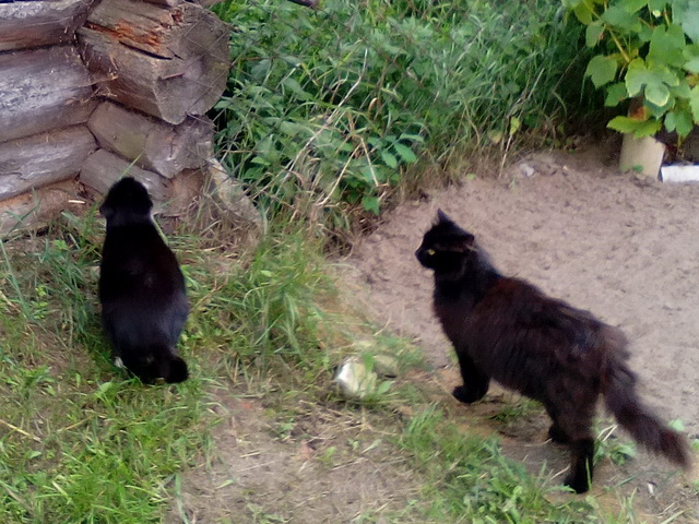 Котовторник! начнем? 04.06.19
