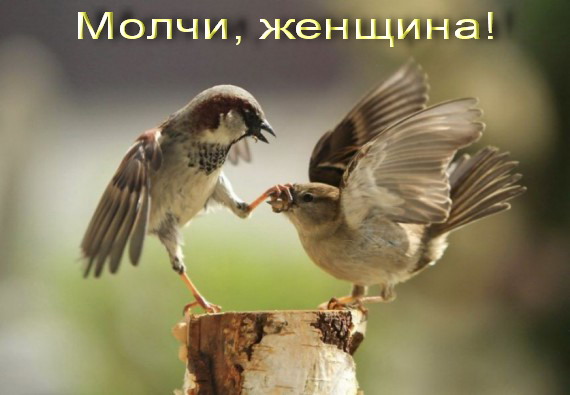 Ответ на женский бред про стоимость услуг жены