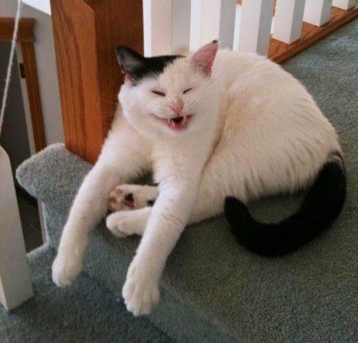 Котаны со странностями