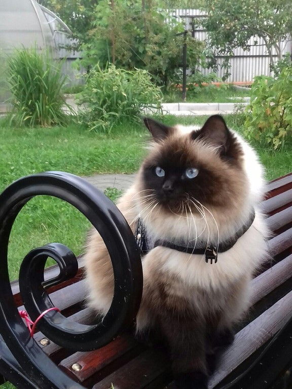 Подборка всякой живности